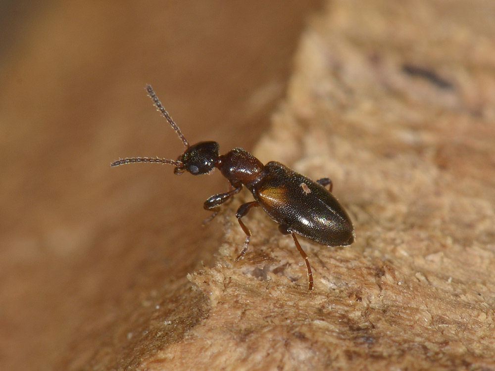 Anthicidae 1: Omonadus floralis